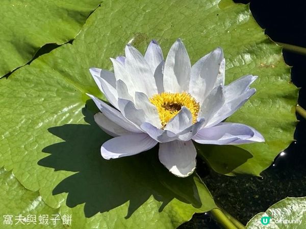 香港好去處 | 賞花 | 志蓮淨苑 | 蓮花