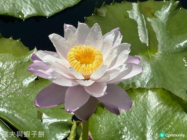 香港好去處 | 賞花 | 志蓮淨苑 | 蓮花