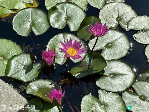 香港好去處 | 賞花 | 志蓮淨苑 | 蓮花