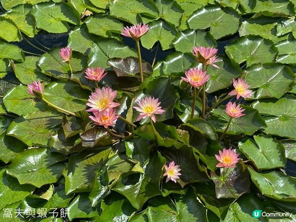 香港好去處 | 賞花 | 志蓮淨苑 | 蓮花