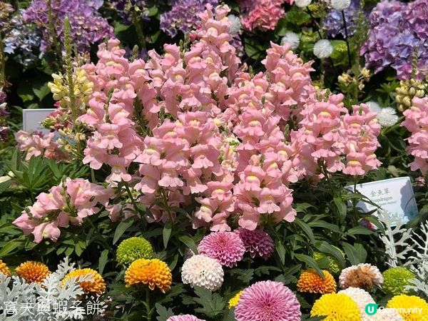 香港好去處 | 賞花 | 維園花展 | 百花齊放