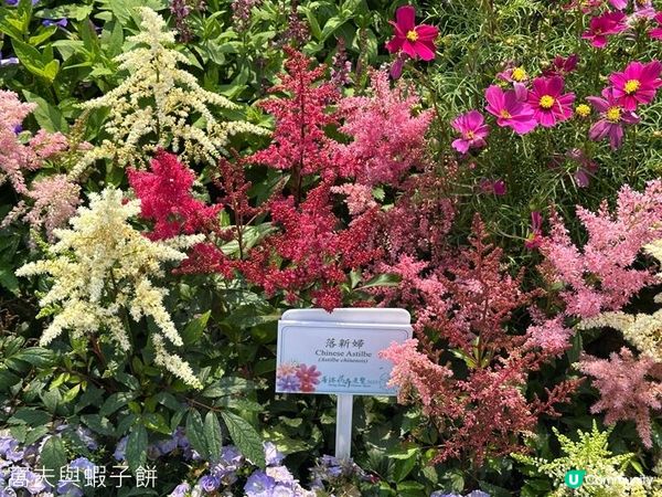 香港好去處 | 賞花 | 維園花展 | 百花齊放