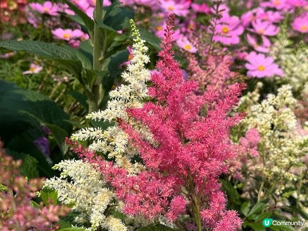 香港好去處 | 賞花 | 維園花展 | 百花齊放