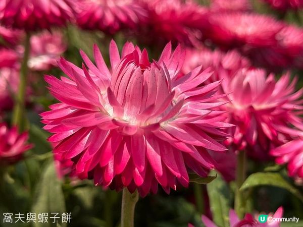 香港好去處 | 賞花 | 維園花展 | 百花齊放