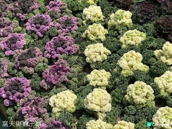 香港好去處 | 賞花 | 維園花展 | 百花齊放