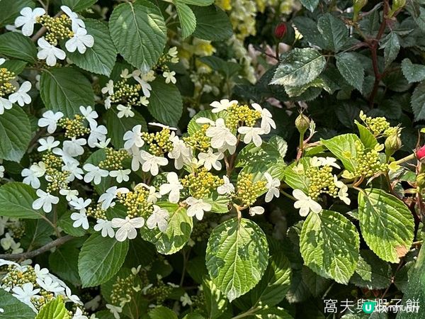 香港好去處 | 賞花 | 維園花展 | 百花齊放