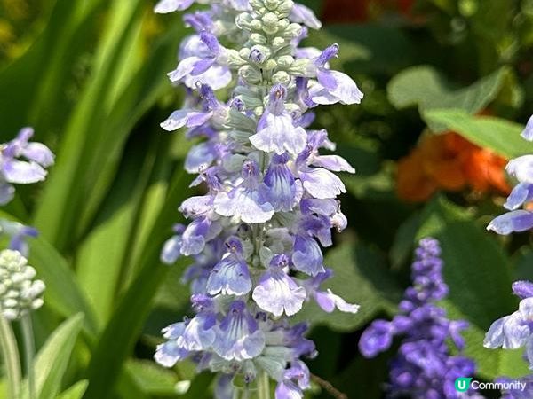 香港好去處 | 賞花 | 維園花展 | 百花齊放