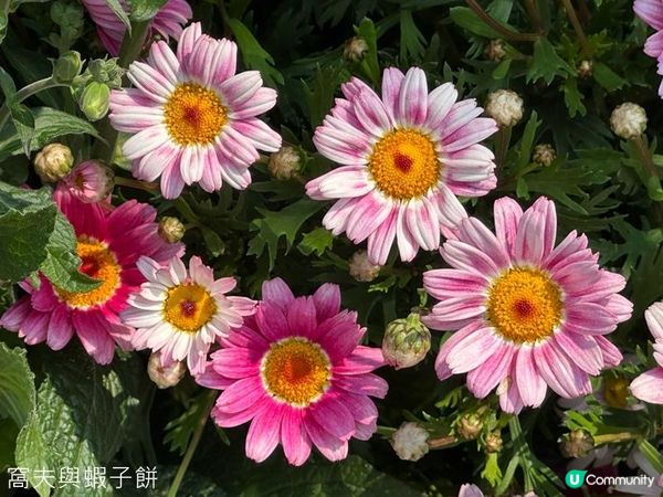 香港好去處 | 賞花 | 維園花展 | 百花齊放