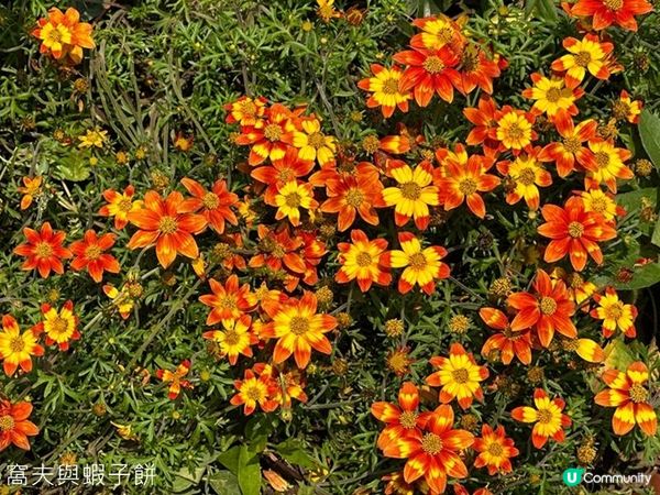 香港好去處 | 賞花 | 維園花展 | 百花齊放