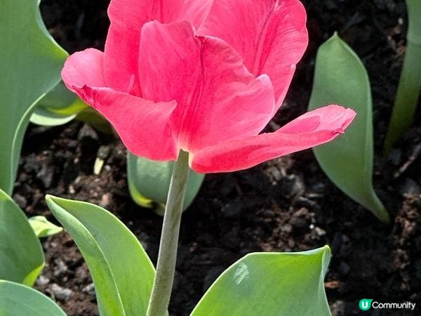 香港好去處 | 賞花 | 維園花展 | 百花齊放