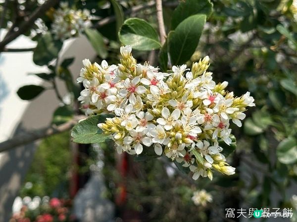 香港好去處 | 賞花 | 維園花展 | 百花齊放