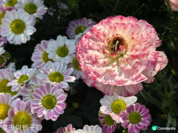 香港好去處 | 賞花 | 維園花展 | 百花齊放