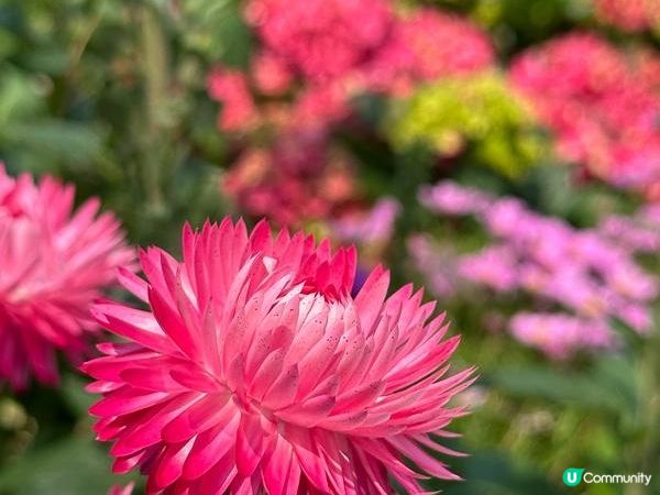 香港好去處 | 賞花 | 維園花展 | 百花齊放