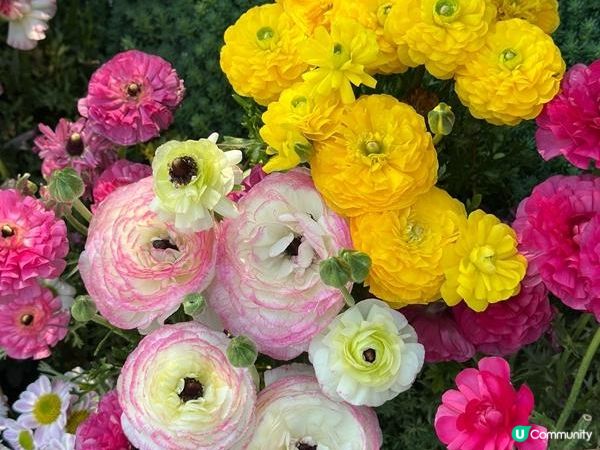 香港好去處 | 賞花 | 維園花展 | 百花齊放