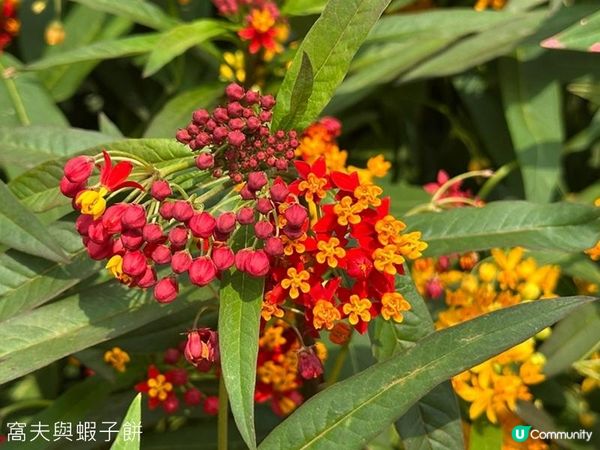 香港好去處 | 賞花 | 維園花展 | 百花齊放
