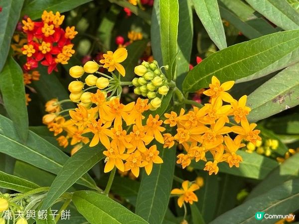 香港好去處 | 賞花 | 維園花展 | 百花齊放