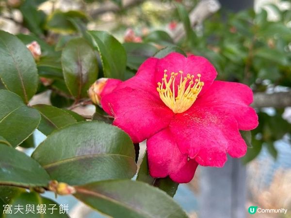 日本關西廣域八天之旅 | 倉敷 | 倉敷美觀地區