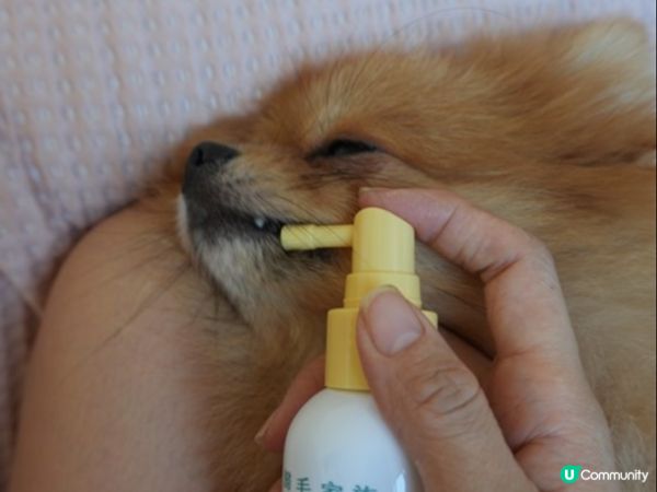 【體驗開箱】Goodmofamily歸毛家族 寵物一口好牙組