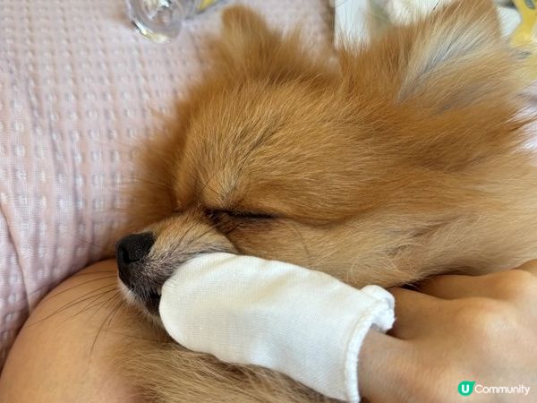 【體驗開箱】Goodmofamily歸毛家族 寵物一口好牙組