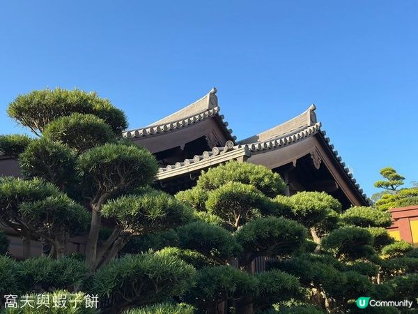 香港好去處 | 賞花 | 志蓮淨苑 | 蓮花