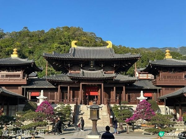 香港好去處 | 賞花 | 志蓮淨苑 | 蓮花