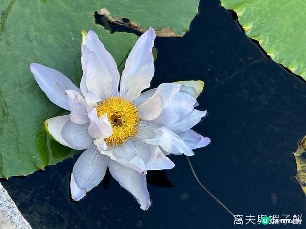 香港好去處 | 賞花 | 志蓮淨苑 | 蓮花