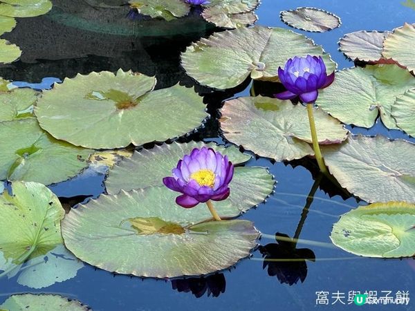 香港好去處 | 賞花 | 志蓮淨苑 | 蓮花