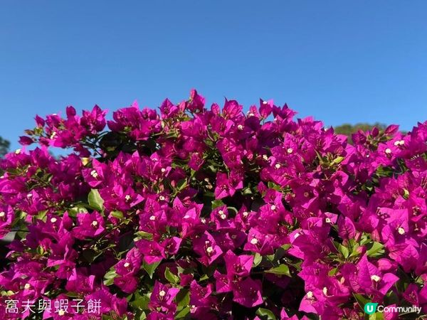 香港好去處 | 賞花 | 志蓮淨苑 | 蓮花
