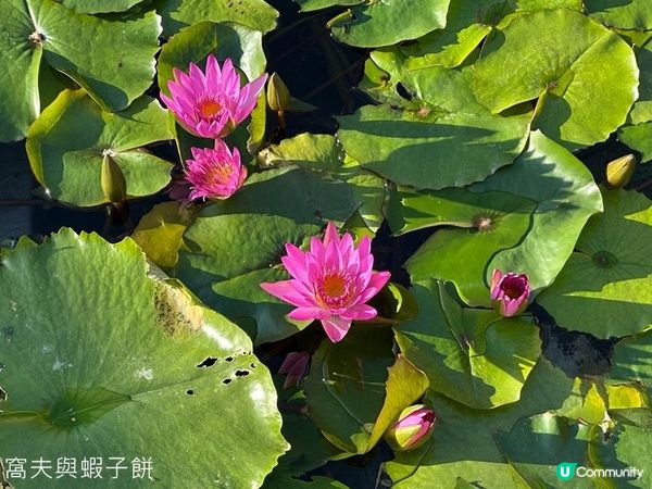 香港好去處 | 賞花 | 志蓮淨苑 | 蓮花