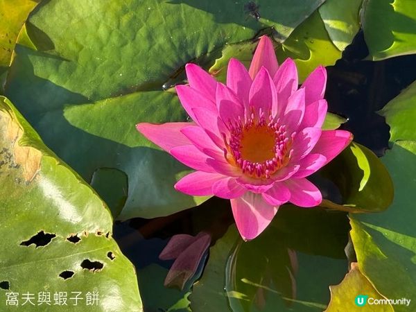 香港好去處 | 賞花 | 志蓮淨苑 | 蓮花
