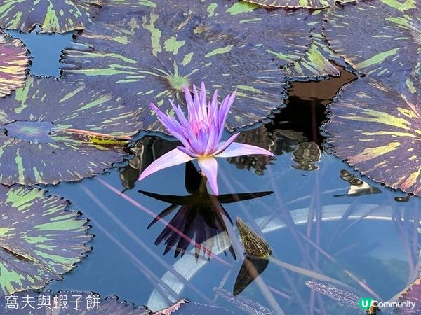 香港好去處 | 賞花 | 志蓮淨苑 | 蓮花