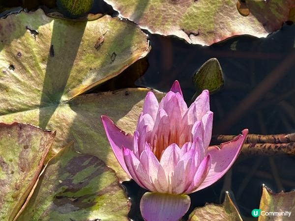 香港好去處 | 賞花 | 志蓮淨苑 | 蓮花