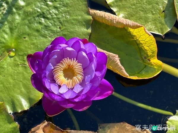 香港好去處 | 賞花 | 志蓮淨苑 | 蓮花
