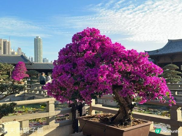 香港好去處 | 賞花 | 志蓮淨苑 | 蓮花