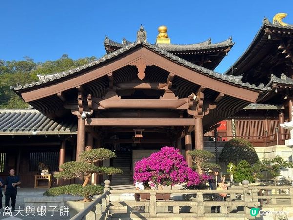 香港好去處 | 賞花 | 志蓮淨苑 | 蓮花