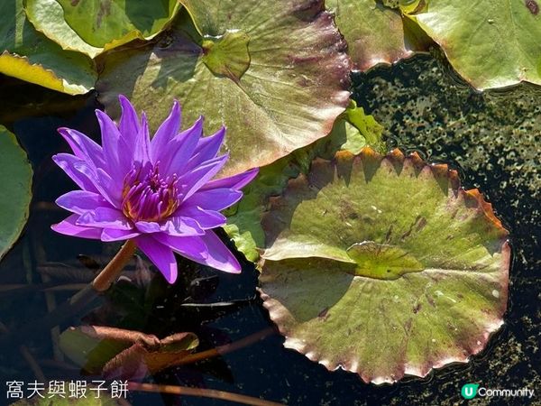 香港好去處 | 賞花 | 志蓮淨苑 | 蓮花