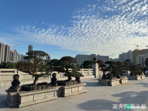 香港好去處 | 賞花 | 志蓮淨苑 | 蓮花