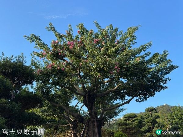 香港好去處 | 賞花 | 志蓮淨苑 | 蓮花