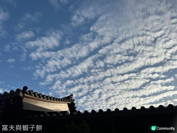 香港好去處 | 賞花 | 志蓮淨苑 | 蓮花