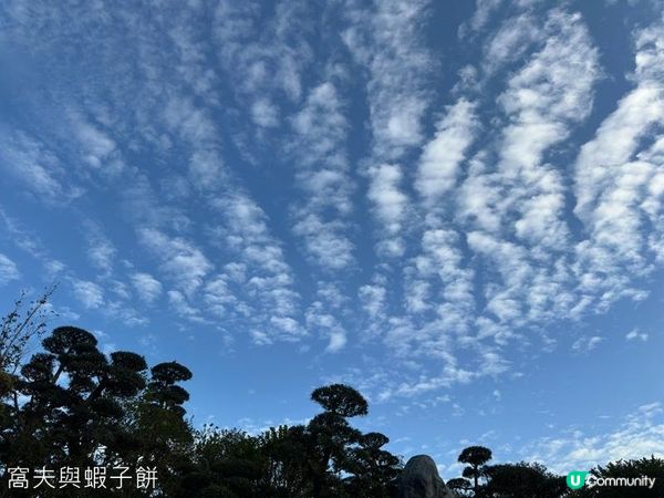 香港好去處 | 賞花 | 志蓮淨苑 | 蓮花