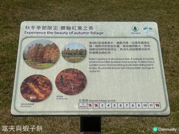 香港好去處 | 香港濕地公園 | 季節限定紅葉之美