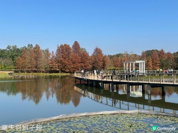 香港好去處 | 香港濕地公園 | 季節限定紅葉之美