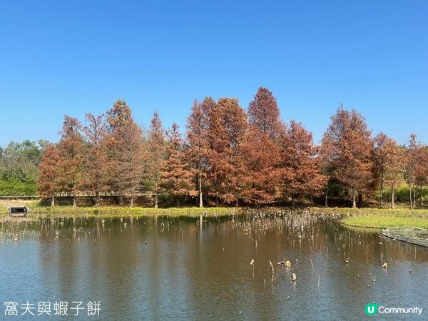 香港好去處 | 香港濕地公園 | 季節限定紅葉之美