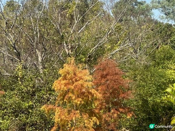 香港好去處 | 香港濕地公園 | 季節限定紅葉之美