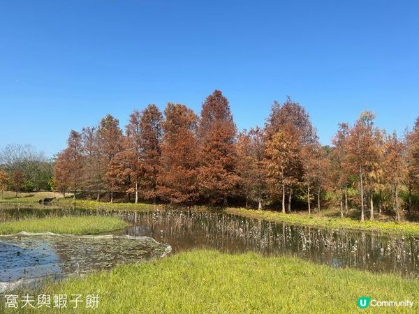 香港好去處 | 香港濕地公園 | 季節限定紅葉之美