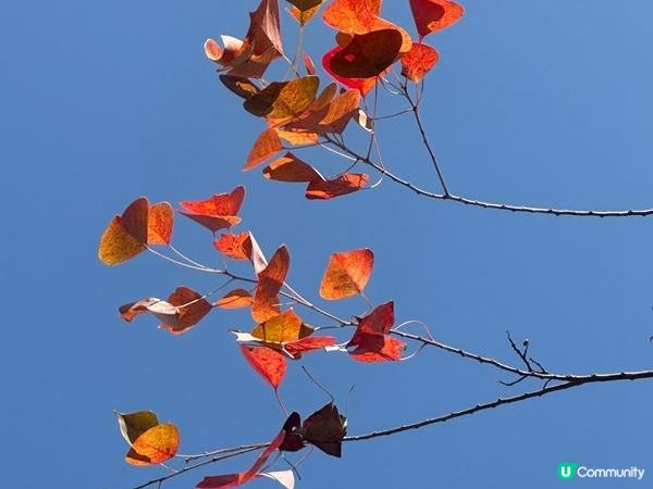 香港好去處 | 香港濕地公園 | 季節限定紅葉之美
