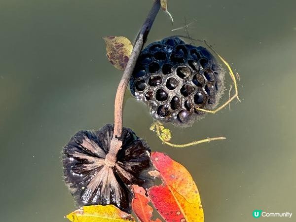 香港好去處 | 香港濕地公園 | 季節限定紅葉之美