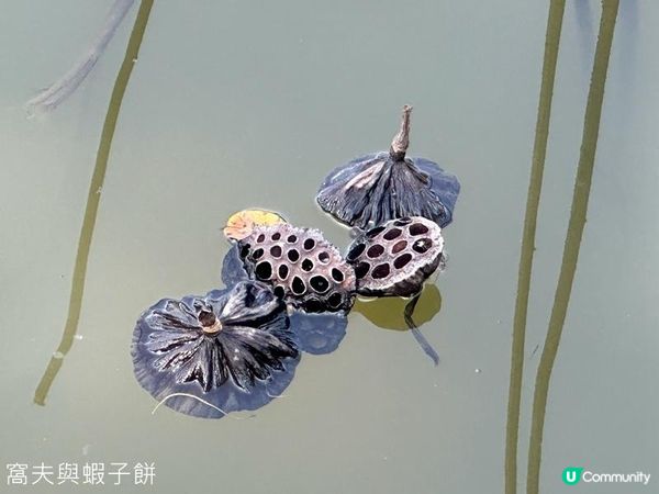 香港好去處 | 香港濕地公園 | 季節限定紅葉之美