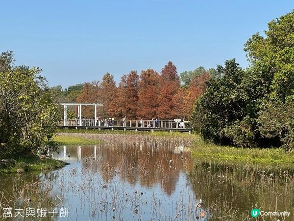 香港好去處 | 香港濕地公園 | 季節限定紅葉之美