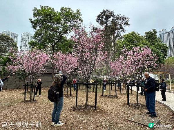 香港好去處 | 天水圍公園 | 賞櫻賞梅